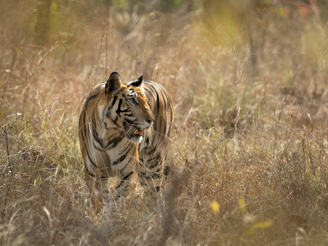 India Police Identify Shooter in Shalimar Bagh Murder Case