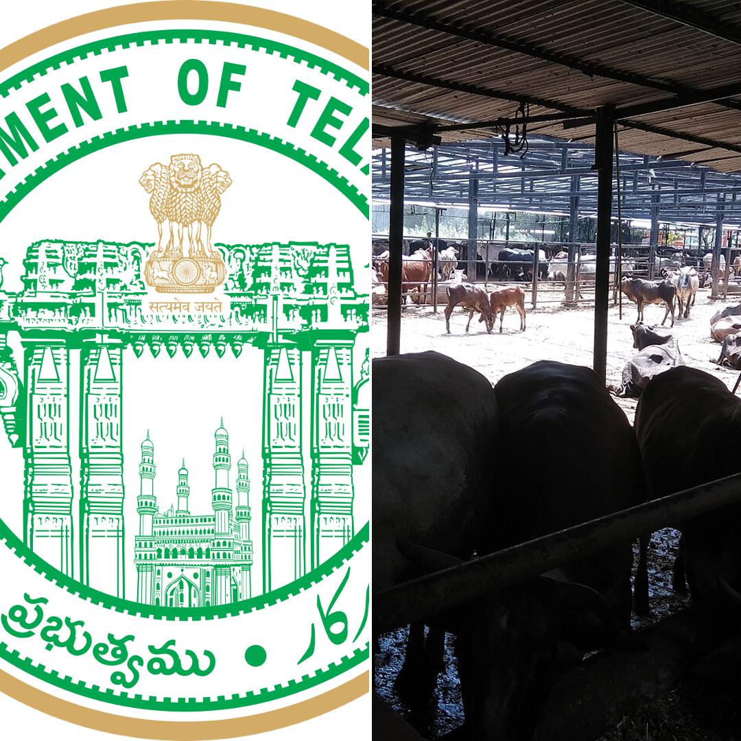 Telangana's Controversial Stray Dog Mass Culling Sparks Outrage