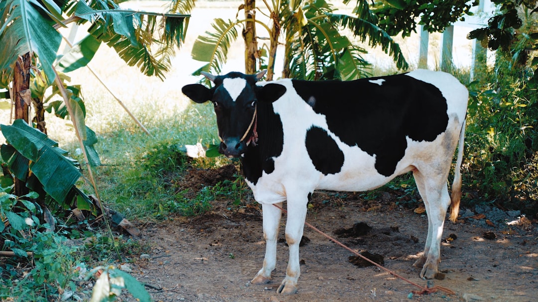 Ban cow slaughter in Tamil Nadu with immediate effect, orders Madras High Court